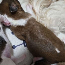 Sam - Liver and white male Shih Tzu puppy in Filer, Idaho from Shih Tzu Kennels