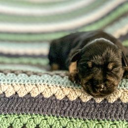 Boy 4 - Black and silver Miniature Schnauzer puppy in Woodburn, Kentucky from Southern Kentucky Schnauzers