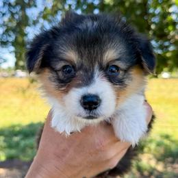Willie - Black and tan male American Corgi puppy in Red Bluff, California from Circle T Livestock & K9 Co.