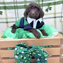 Petty - Chocolate male Goldendoodle puppy in Rising Sun, Indiana from Ruby Lane Doodles