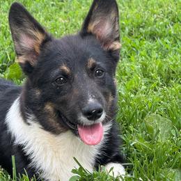 Black Wolf Pup - Black and tan male American Corgi puppy in Heyworth, Illinois from Schumaker Corgis