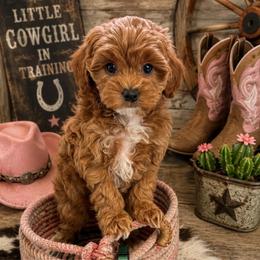 Melba-green - Red  female Goldendoodle puppy in Stockton, Utah from Mustanghills Doodles and Poodles