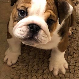 English Bulldog Puppies from Silver State Bulldogs
