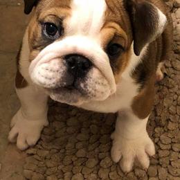 English Bulldog Puppies from Silver State Bulldogs