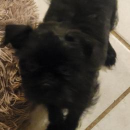 Boq - Black male Brussels Griffon puppy in Pensacola, Florida from Fretwell's Fabulous Griffons