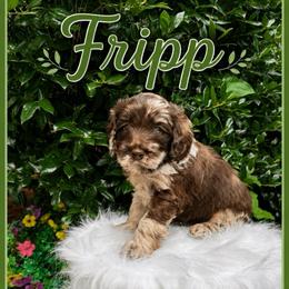 Fripp - Merle male Goldendoodle puppy in Charlotte, North Carolina from Hopeful Heart Doodles