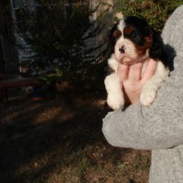 Cavalier King Charles Spaniel Puppies from Critter's Cottage Cavaliers