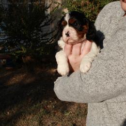 Cavalier King Charles Spaniel Puppies from Critter's Cottage Cavaliers