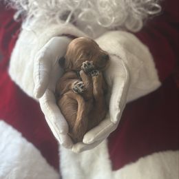 Arctic - Red  male Goldendoodle puppy in Modesto, California from Central Valley Canine Companions