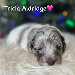 Tricia Aldridge - Blue merle female Aussiedoodle puppy in Lancaster, Minnesota from Finney Ranch