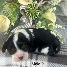 Male 2 - Tri-color male Cavalier King Charles Spaniel puppy in Greensburg, Kentucky from Kentucky Cavalier King Charles Spaniels