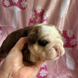 TBD - Fawn and white female Bulldog puppy in Bradleyville, Missouri from HurstBulldogs
