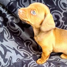 Dachshunds from DRA'S