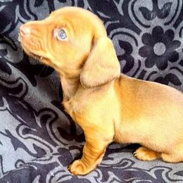 Dachshunds from DRA'S