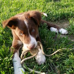 Border Collie Puppies from Spice of Life Border Collies