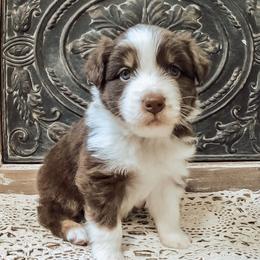 Australian Shepherds from Ash-Land Aussies