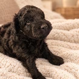Boy 2 - Black and white male Aussiedoodle puppy in Reno, Nevada from LittleLegacyDoodles