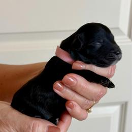 Becca (F2bb pink girl) - Black and white female Aussiedoodle puppy in Midlothian, Texas from Gray Doodles