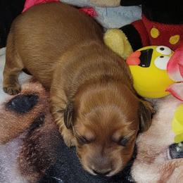 Sunny Boy - Red male Dachshund puppy in Terlton, Oklahoma from CLARK'S BREEDING PROGRAM