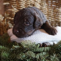 Boy 4 - male Bernedoodle puppy in Caldwell, Idaho from Treasure Valley Poodles
