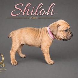 Shiloh - Fawn female Cane Corso puppy in Elkhart, Indiana from Martins Almighty Cane Corsos