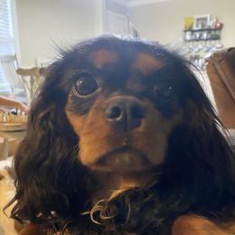 Kahlúa - Cavalier King Charles Spaniel