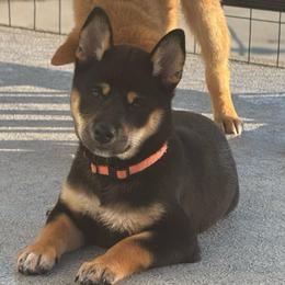 Citrus - Black and tan female Shiba Inu puppy in Elizabeth, New Jersey from Shiba Inu Loving Care