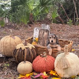Tito - Dapple male Dachshund puppy in Woodbine, Georgia from Coastal Bluff Pups