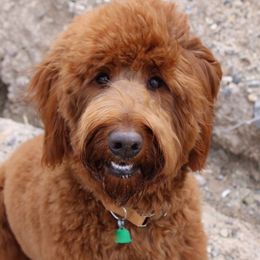 Tully - Goldendoodle