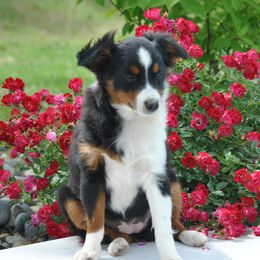 LUNA - Black tri female Toy Australian Shepherd puppy in Bixby, Oklahoma from Roeboat Aussies