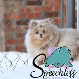 Gypsy - Pomeranian