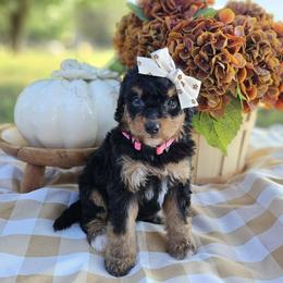 Scarlett - Phantom female Bernedoodle puppy in Russell Springs, Kentucky from 270 Doodles