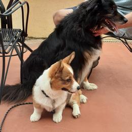 Pembroke Welsh Corgi Puppies from Rhone River Farm Pembroke Welsh Corgis