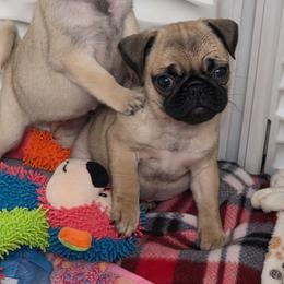 Suzie - Fawn female Pug puppy in Olin, North Carolina from Piggy Pugs
