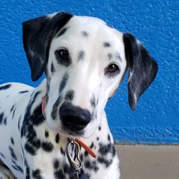 Bonnet (aka Birdie) - White and black Dalmatian puppy in Mckinney, Texas from 5 Alarm LUA Dalmatians & Bling Tiny Doodles