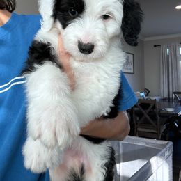 Pugsley - Black and white male Sheepadoodle puppy in Colorado Springs, Colorado from Kings Doodles