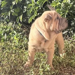 Fanny - Blue sable female Chinese Shar-Pei puppy in Lehigh Acres, Florida from Florida Wrinkles