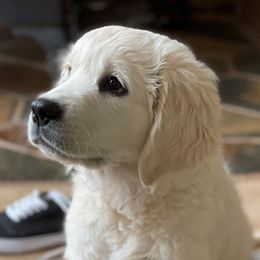 Golden Retriever Puppies from Robinsnest Goldens