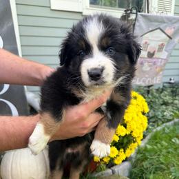 Kanga - Black tri-color female Australian Shepherd puppy in Caro, Michigan from White Tail Australian Shepherds
