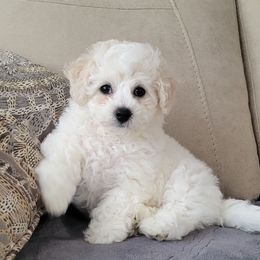Boy 2 - White male Bichon Frise puppy in Freehold, New Jersey from Michael & Nataliya's Pups