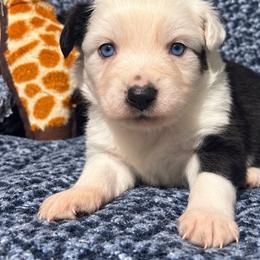 Honey - Black tri female Miniature Australian Shepherd puppy in Pinnacle, North Carolina from Higher Elevations Mini Aussies