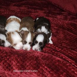 Havanese Puppies from Havanese Cuban Cuties