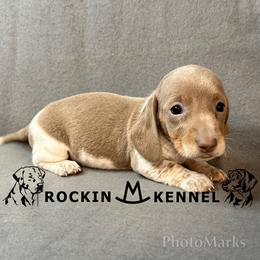 Isabella Piebald - Fawn (isabella) and tan female Dachshund puppy in George West, Texas from Rockin M Kennel