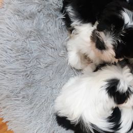 "Huddled together after their first bath!" Tibetan Terrier Puppies from Windamere Tibetan Terriers