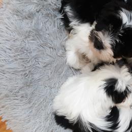 "Huddled together after their first bath!" Tibetan Terrier Puppies from Windamere Tibetan Terriers
