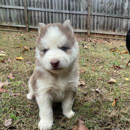 Denver - Red and white male Siberian Husky puppy in Elkin, North Carolina from Blue Ridge Shadow Huskies