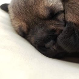 Border Terrier Puppies from Cornerstone Border Terriers