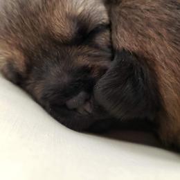 Border Terrier Puppies from Cornerstone Border Terriers