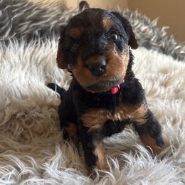 Miss H.Pink - Black and tan female Airedale Terrier puppy in Huntersville, North Carolina from Cool Hand Luke Kennels
