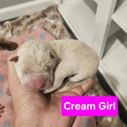 Cream Girl - Cream female Chinese Shar-Pei puppy in Blossvale, New York from CNY Shar Peis